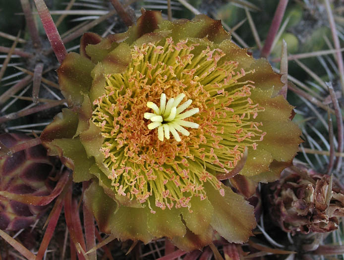 Detailed Picture 1 of San Diego Barrel Cactus