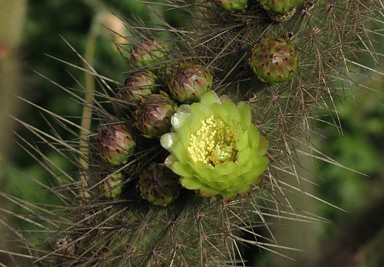 Detailed Picture 2 of Golden-spined Cereus