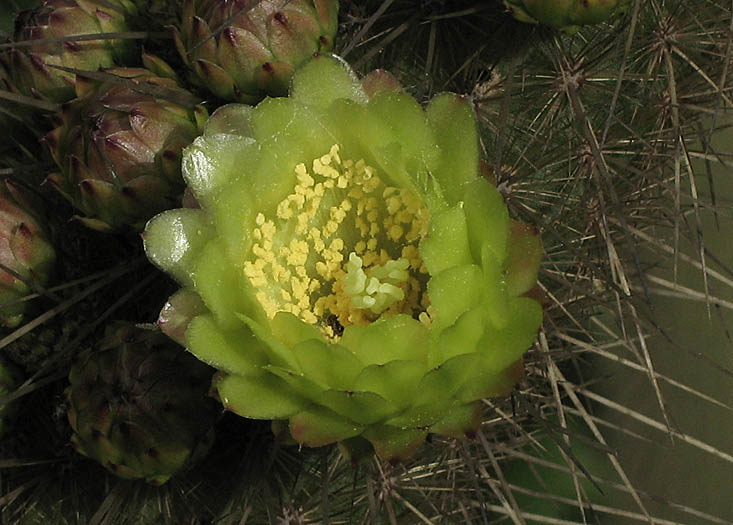 Detailed Picture 1 of Golden-spined Cereus