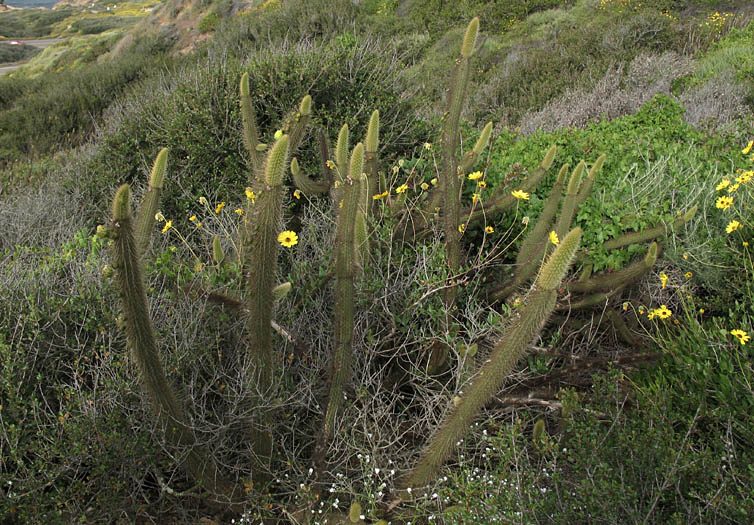 Detailed Picture 3 of Golden-spined Cereus