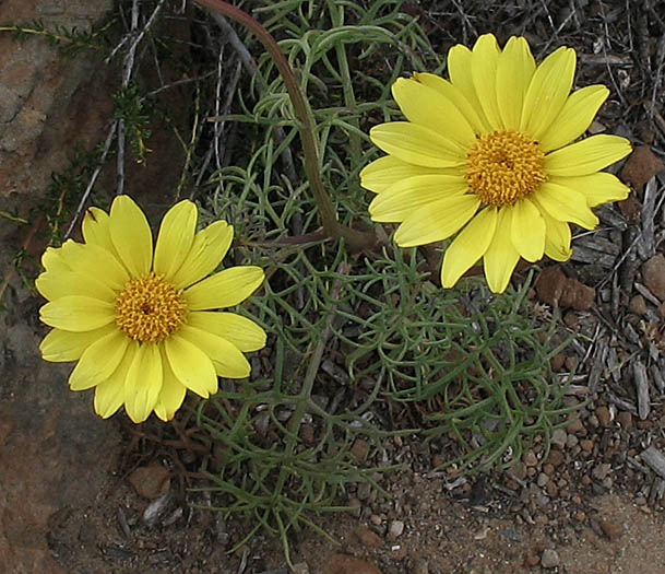 Detailed Picture 5 of Sea Dahlia