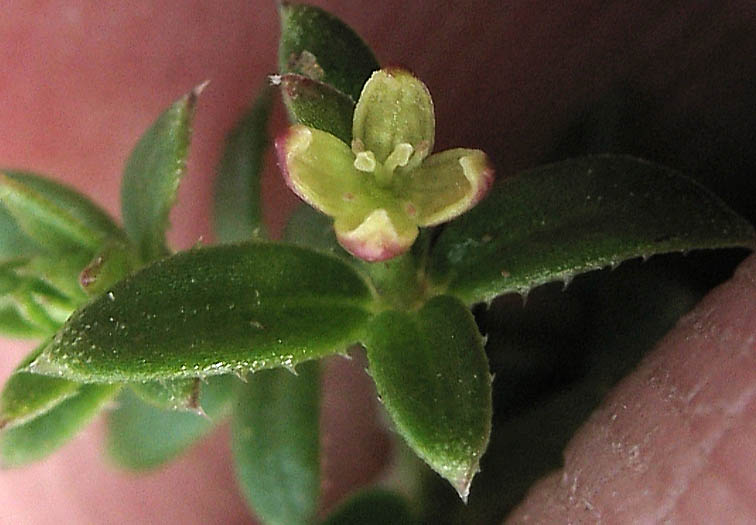 Detailed Picture 1 of Climbing Bedstraw