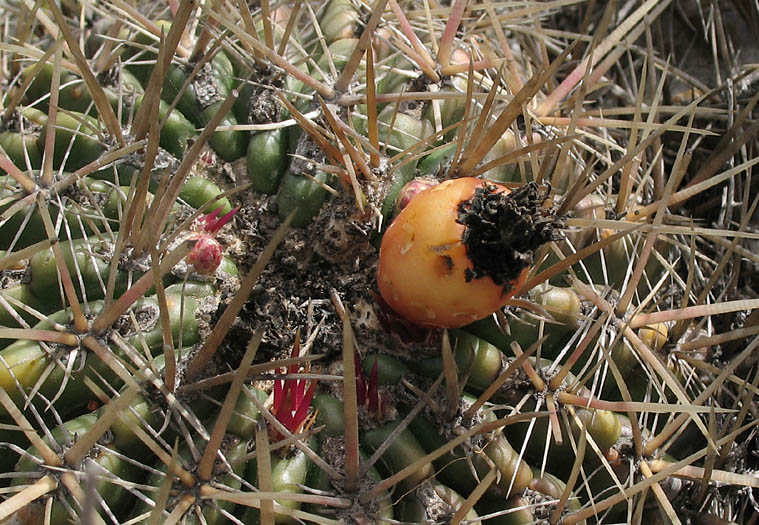 Detailed Picture 6 of San Diego Barrel Cactus