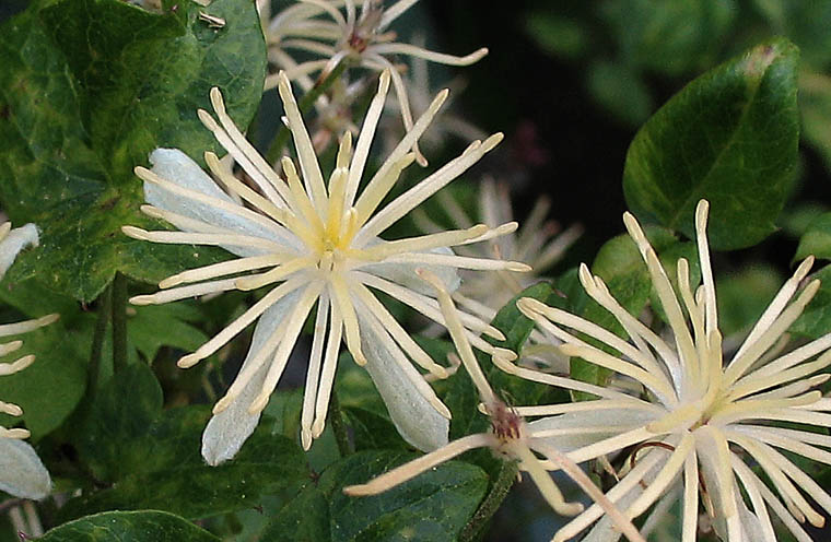 Detailed Picture 1 of Ropevine Clematis