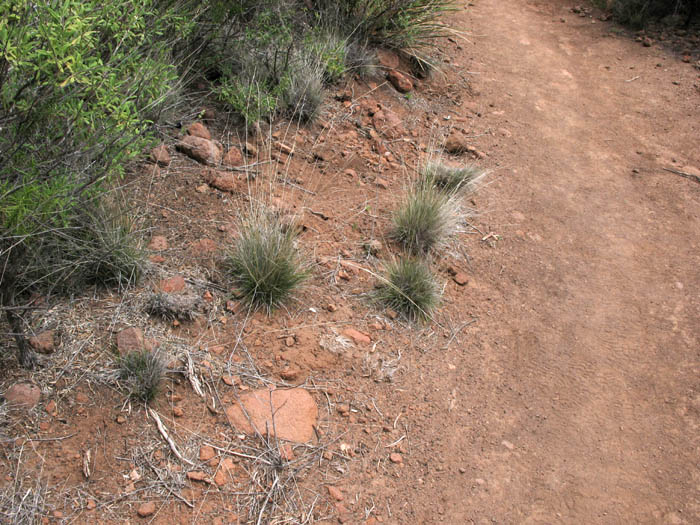 Detailed Picture 3 of Foothill Needlegrass