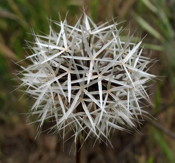 Detailed Picture 6 of Silver Puffs