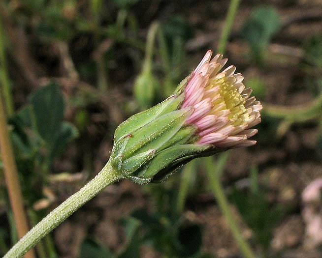 Detailed Picture 7 of Small-flowered Microseris