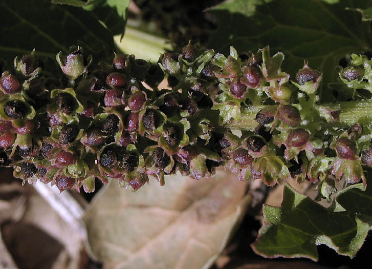 Detailed Picture 4 of California Goosefoot