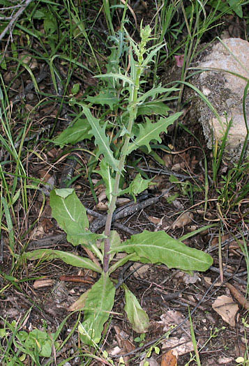 Detailed Picture 3 of California Chicory