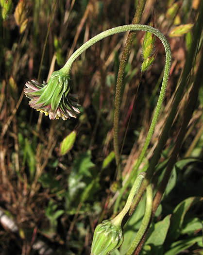 Detailed Picture 2 of Small-flowered Microseris