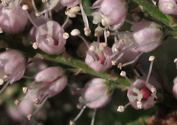 Detailed Picture 1 of Saltcedar