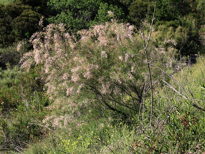 Detailed Picture 4 of Saltcedar