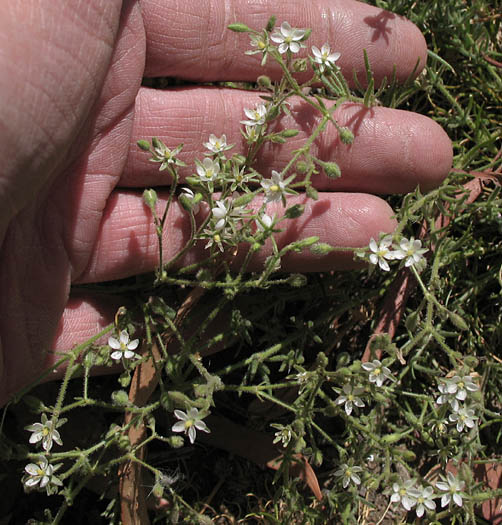 Detailed Picture 3 of Hairy Sandspurry