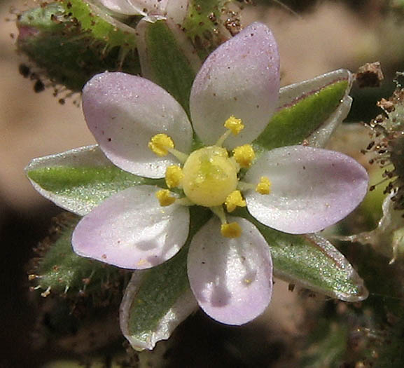 Detailed Picture 1 of Boccone's Sandspurry