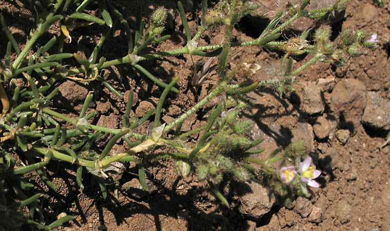 Detailed Picture 4 of Boccone's Sandspurry