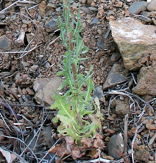 Detailed Picture 4 of California Chicory