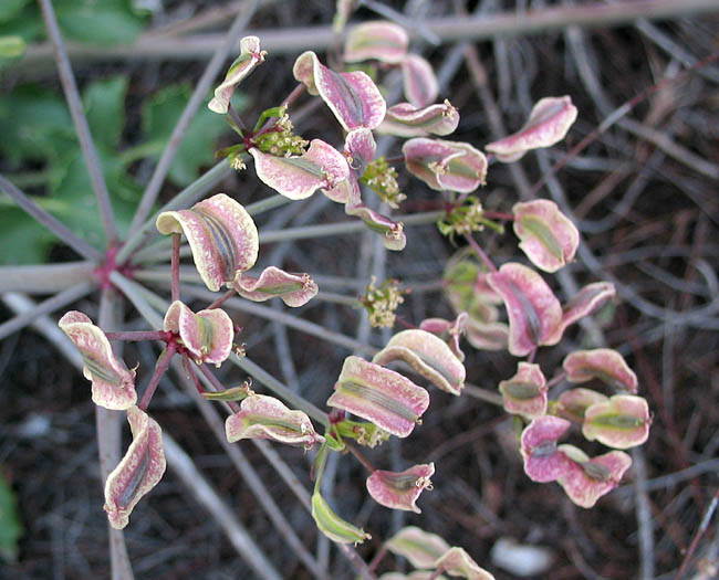 Detailed Picture 6 of Shiny Lomatium