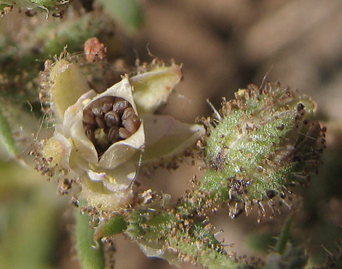 Detailed Picture 6 of Boccone's Sandspurry