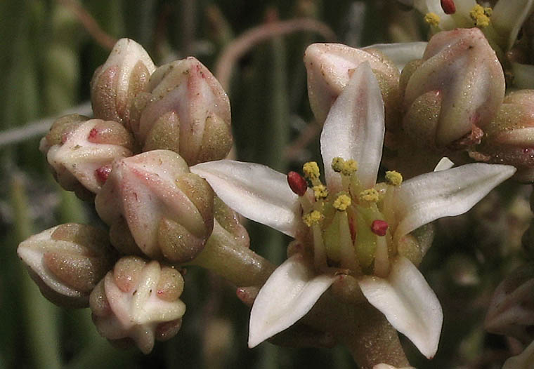 Detailed Picture 1 of Lady-fingers Dudleya