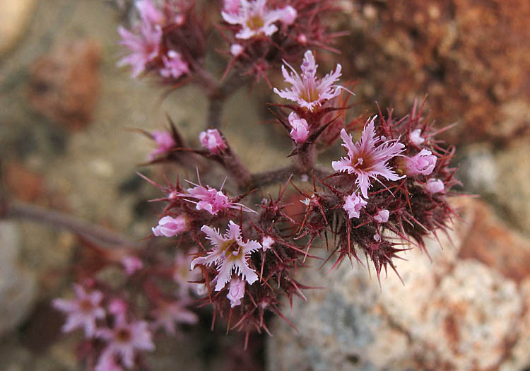 Detailed Picture 3 of Fringed Spineflower