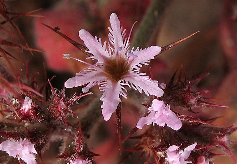 Detailed Picture 1 of Fringed Spineflower