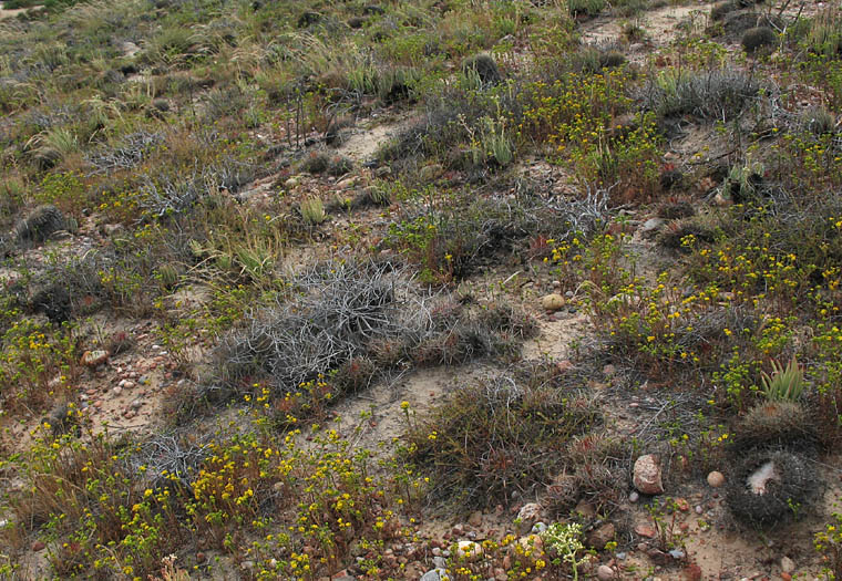 Detailed Picture 5 of San Diego Barrel Cactus