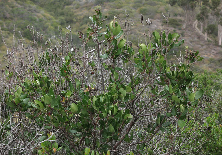 Detailed Picture 3 of Mission Manzanita