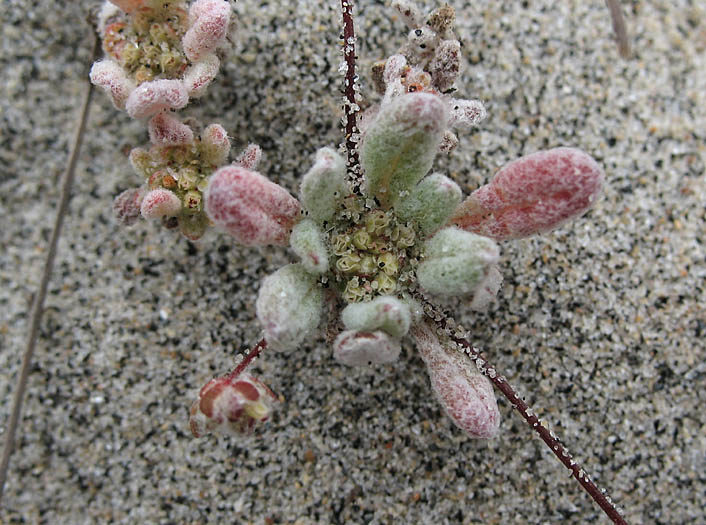 Detailed Picture 2 of Cottonheads