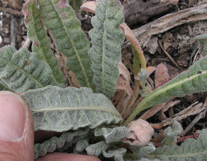 Detailed Picture 5 of Cottonheads