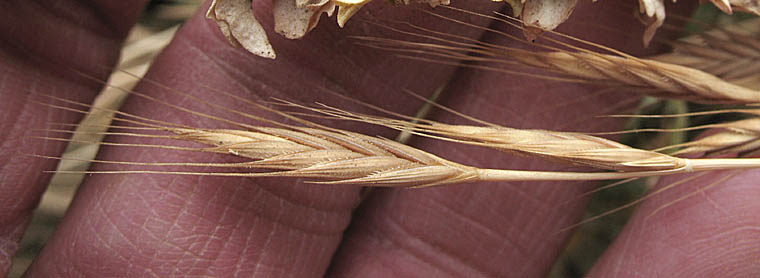 Detailed Picture 3 of Purple Falsebrome