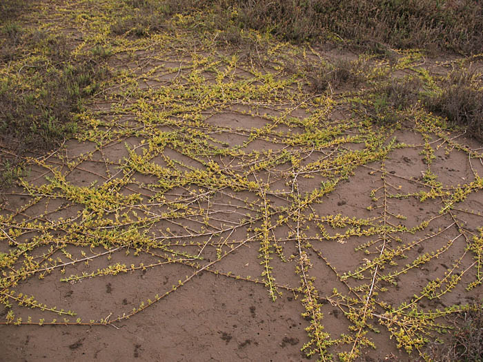 Detailed Picture 4 of Saltwort