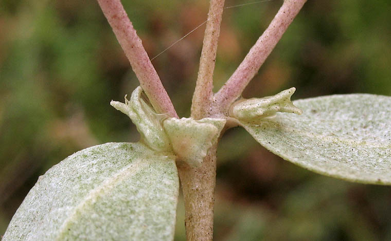 Detailed Picture 7 of Watson's Saltbush