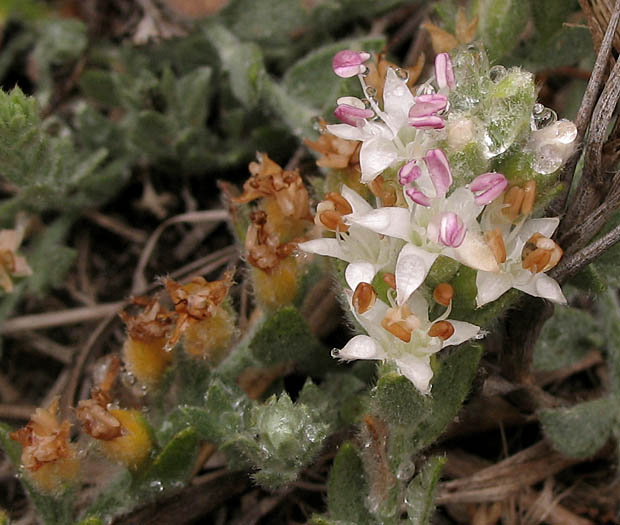 Detailed Picture 3 of Alkali Weed