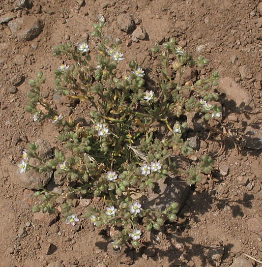 Detailed Picture 5 of Boccone's Sandspurry