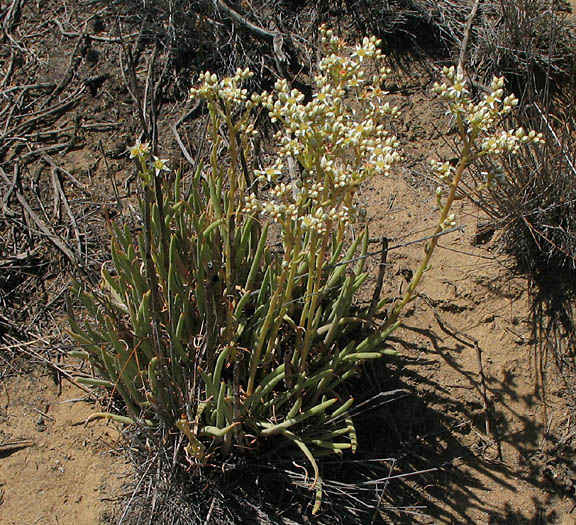 Detailed Picture 2 of Lady-fingers Dudleya