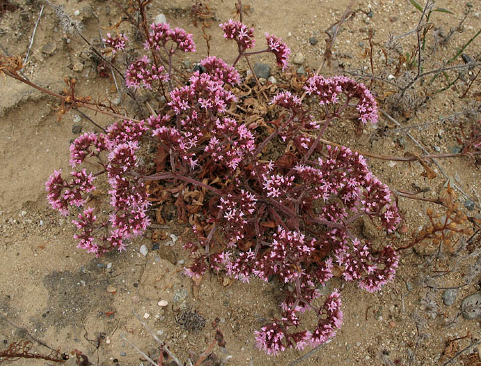 Detailed Picture 4 of Fringed Spineflower