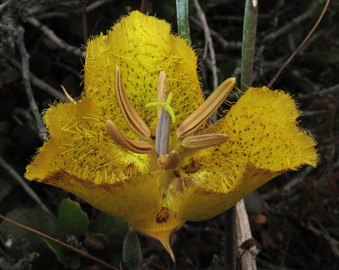 Detailed Picture 1 of Weed's Mariposa Lily