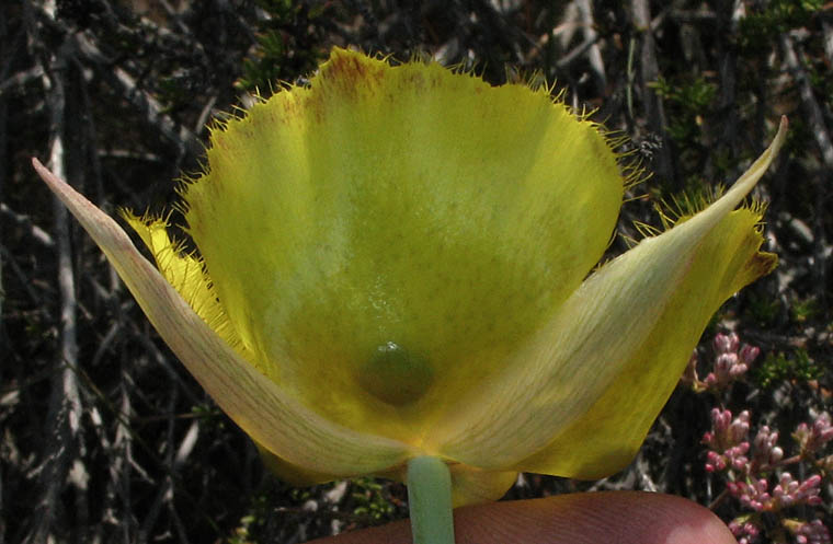 Detailed Picture 3 of Weed's Mariposa Lily