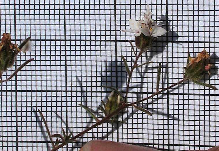 Detailed Picture 5 of Osmadenia