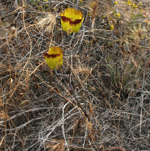 Detailed Picture 4 of Weed's Mariposa Lily