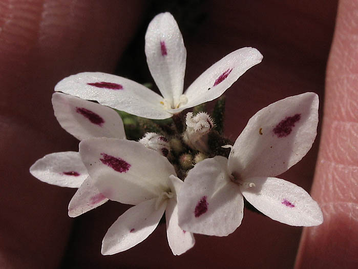 Detailed Picture 1 of Osmadenia