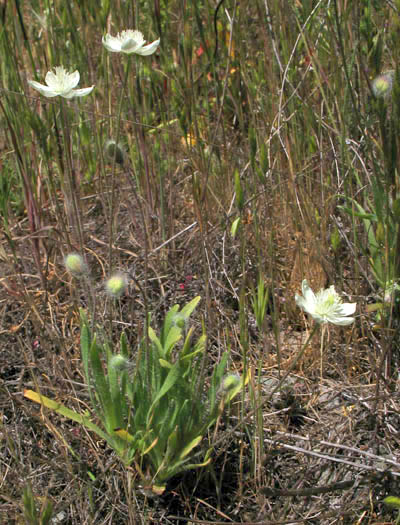 Detailed Picture 4 of Cream Cups