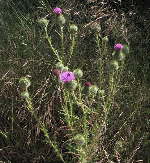 Detailed Picture 3 of Bull Thistle