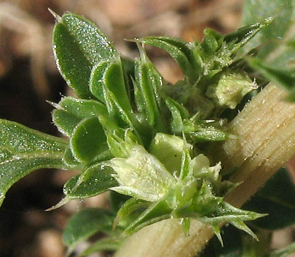 Detailed Picture 1 of Tumbleweed