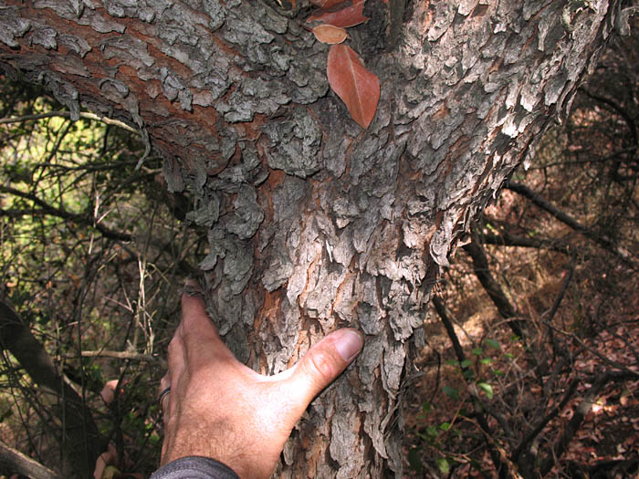 Detailed Picture 5 of Sugar Bush