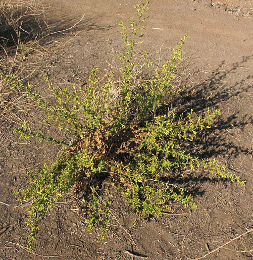 Detailed Picture 4 of Sawtooth Goldenbush