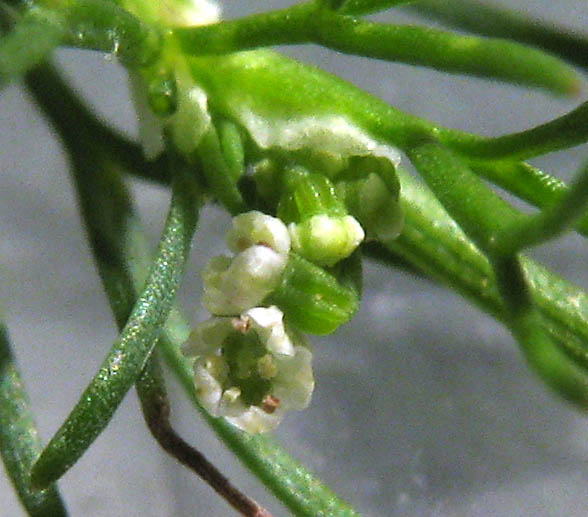 Detailed Picture 3 of Marsh Parsley