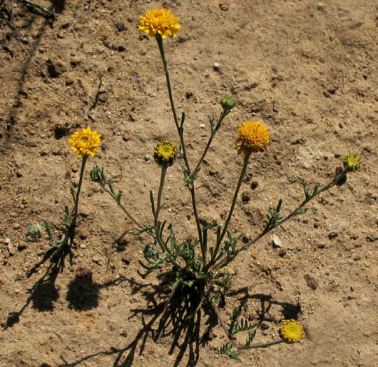 Detailed Picture 4 of Yellow Pincushion