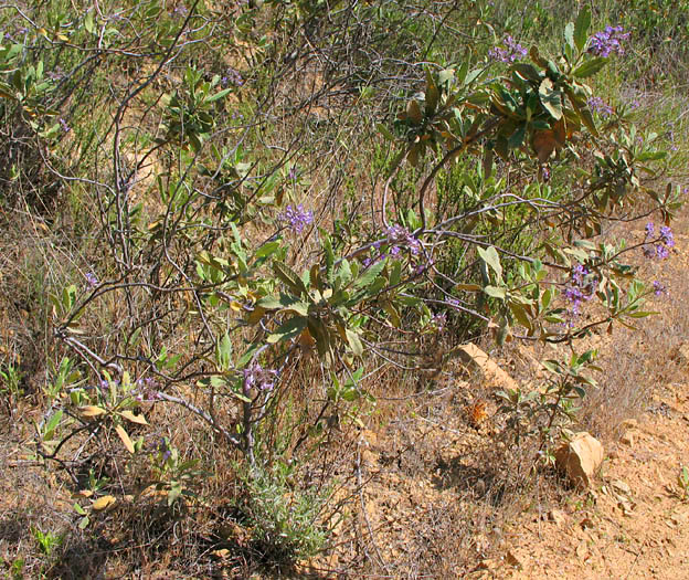 Detailed Picture 6 of Yerba Santa