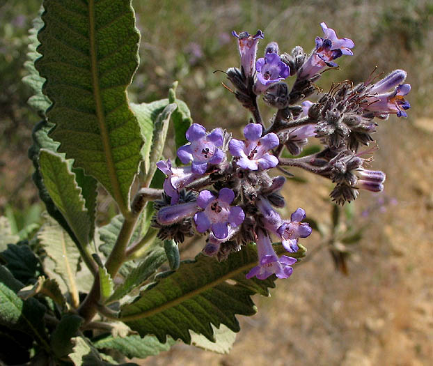 Detailed Picture 4 of Yerba Santa